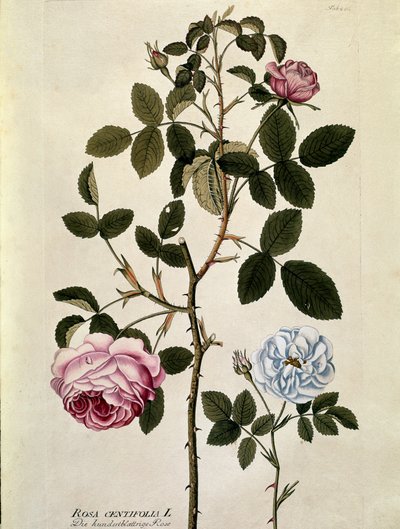 Botanique : Rose à cent feuilles (Rosa centifolia) Planche tirée de « Medicinalium secundum Linnaei digestarum » par Joseph Jacobi Plenck (1735-1807) 1788-1803 Collection privée - Austrian School