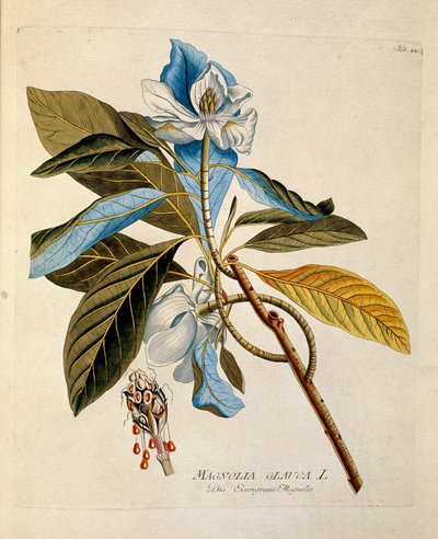 Botanique : « magnolia » Planche tirée de « Medicinalium secundum Linnaei digestarum » par Joseph Jacobi Plenck (1735-1807) 1788-1803 Collection privée - Austrian School