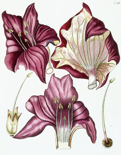 Figure 18, de "Collectanea ad Botanicam, Chemiam, et Historiam Naturalem spectantia, cum figuris", 1786-1796 - Austrian School