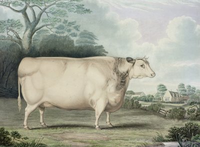 La Vache Primée à Courtes Cornes de Habertoft, gravée par C. Hunt, 1842 - B. Hubbard