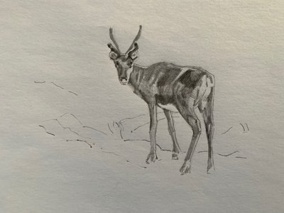 Renne, 2019 - Barbara Hoogeweegen