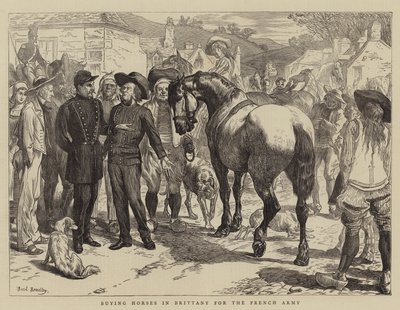 Achat de chevaux en Bretagne pour l