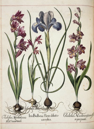 Gladiolus et iris, de 
