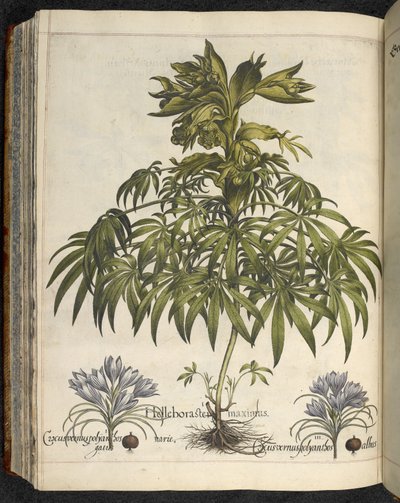 Helleborus, illustration de 