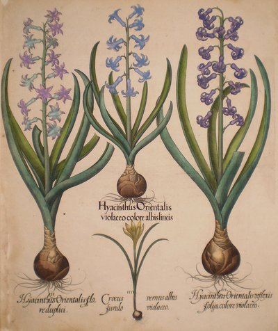 Hyacinthus orientalis floreduplici-Hyacinthus orientalis violaceo albislienis-Crocus vernus albus fundo violaceo-Hyacinthus orientalis reflexis folys colore violaceo - Basilius Besler