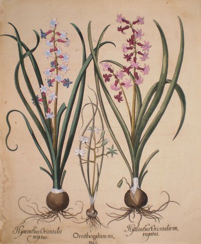 Hyacinthus orientalis mixtus-Ornithogalum minus-Hyacinthus orientalis veriegatus - Basilius Besler