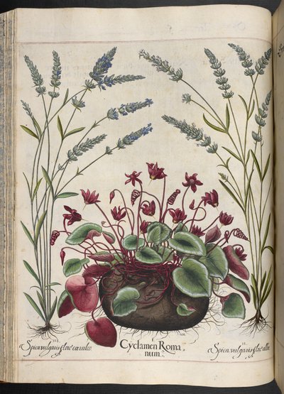 Planche 347 : Cyclamen Romanum, de Hortus Eystettensis, par Basilius Besler - Basilius Besler