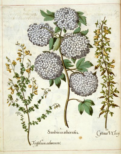 Sambucus, Trillium et Cytisus, de 