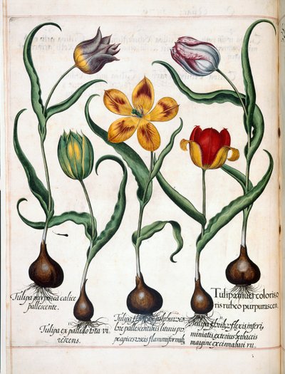 Tulipe, de 
