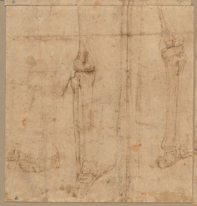 Moitié inférieure du squelette de dos, début des années 1540 - Battista Franco
