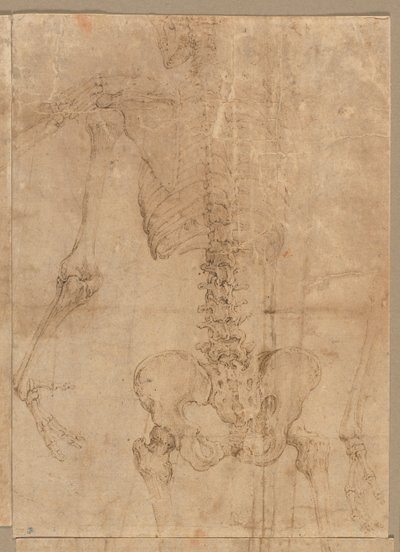 Moitié supérieure du squelette de dos, début des années 1540 - Battista Franco