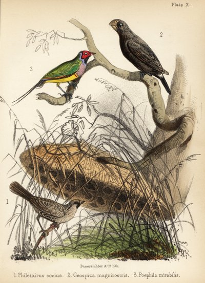 Tisserin sociable, grand pinson terrestre et pinson de Gould. 1855 (lithographie) - Bauerrichter