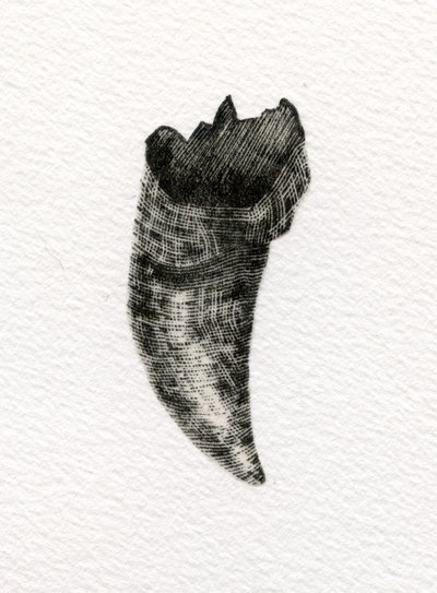 Dent féline, 2014 - Bella Larsson