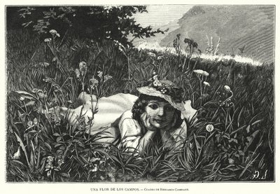 Une fleur des champs - Benjamin  Constant