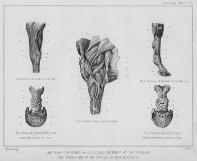 Anatomie, os, muscles et artères de la jambe antérieure - Benjamin Herring