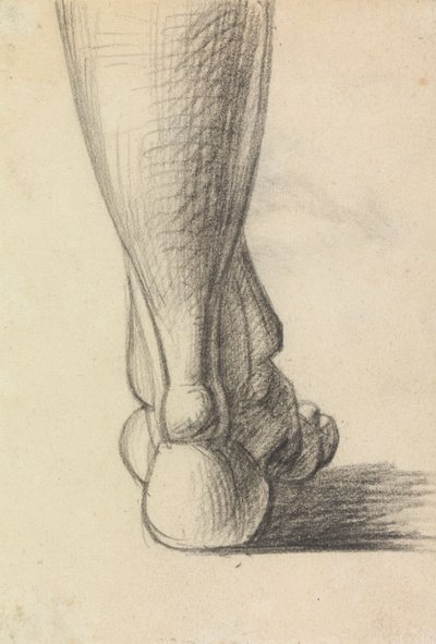Étude anatomique du talon d