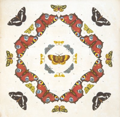 Détail (Planche 1), de A Rare Depiction of Butterflies and Moths, pub. 1764 - Benjamin Wilkes