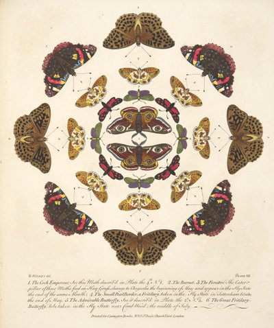Planche VII, de A Rare Depiction of Butterflies and Moths, pub. 1764 - Benjamin Wilkes
