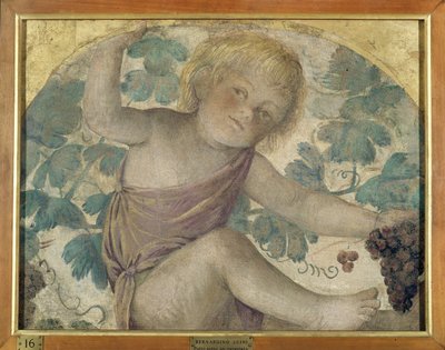 Putti récoltant - Putto sous une pergola, c.1514 (détaché de la fresque portée sur panneau) - Bernardino Luini