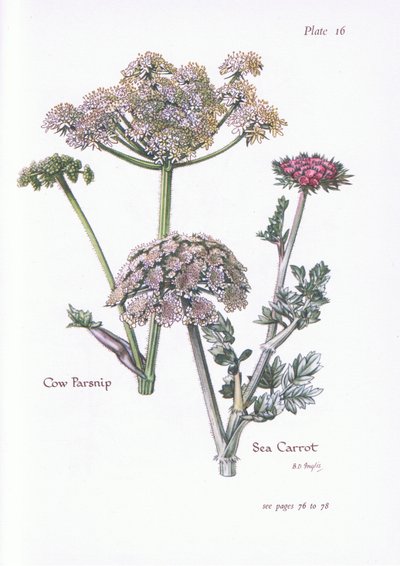 Berce commune, Carotte de mer, 1951 - Bessie D. Inglis
