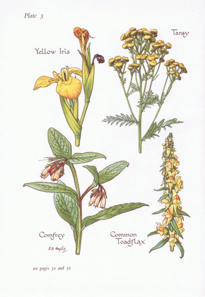 Iris jaune, Tanaisie, Consoude, Linaire commune, 1951 - Bessie D. Inglis