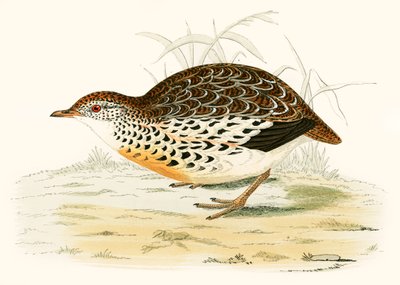 Caille andalouse - Beverley R. Morris