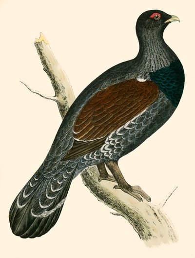 Grand Tétras - Beverley R. Morris