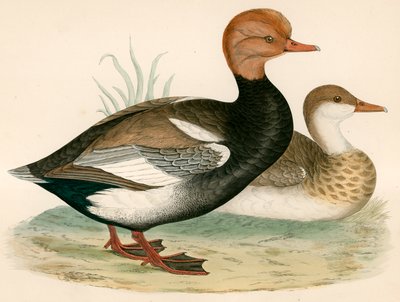 Canard siffleur à crête rouge - Beverley R. Morris