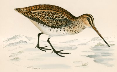 Bécassine - Beverley R. Morris
