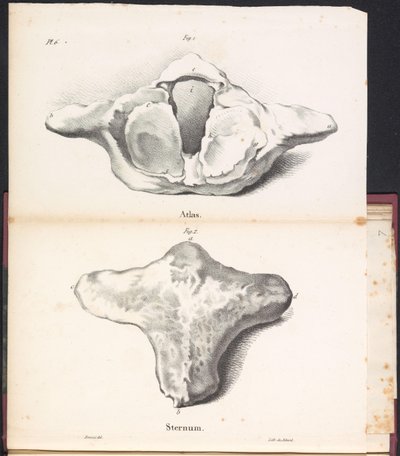 Atlas et sternum de la baleine, 1827 - Bossuet