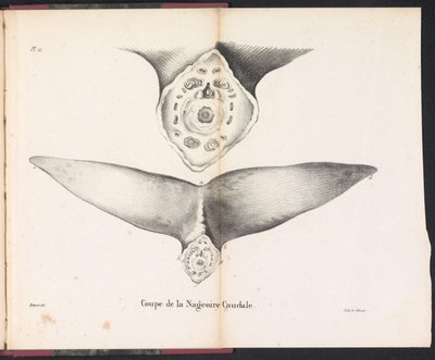 Coupe de la nageoire caudale - Bossuet