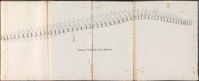 Colonne vertébrale de la baleine, 1827 - Bossuet