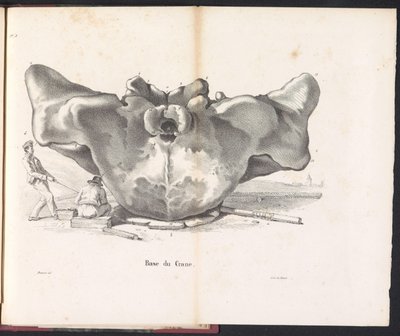 Crâne de la baleine, 1827 - Bossuet