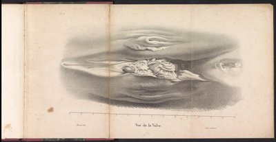 Organes génitaux féminins de la baleine, 1827 - Bossuet