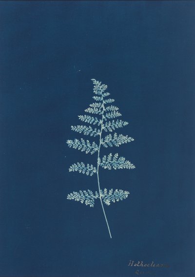 Hothocleana, c. 1850s (photo) - British Photographer