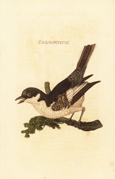 Bergeronnette grise, Motacilla alba - British School