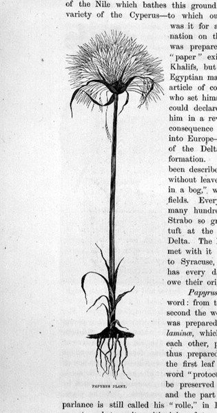 Plante de papyrus - Bruno Heinrich Strassberger