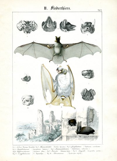 Les chauves-souris et leur anatomie - C. Roth