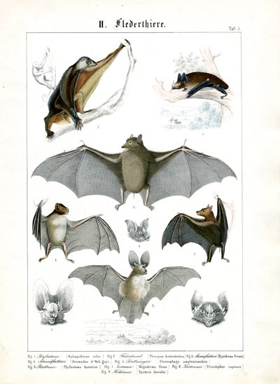 Diverses espèces de chauves-souris - C. Roth