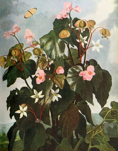 Bégonia à feuilles obliques - Caldwell