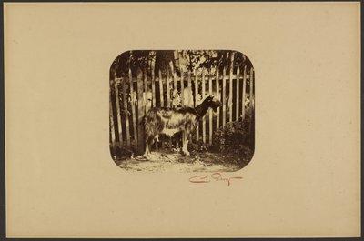 [Chèvre] - Camille Silvy