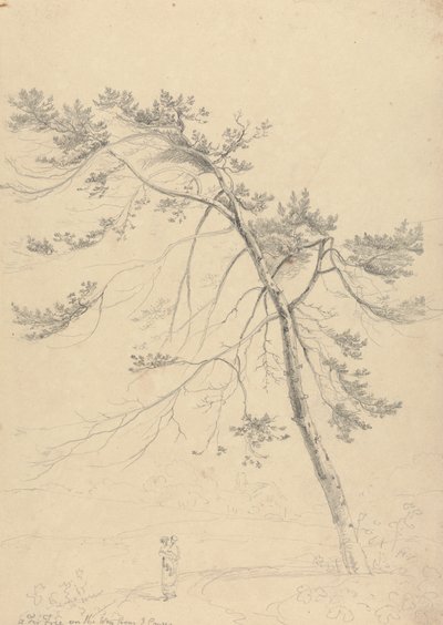 Un sapin sur le chemin depuis East Cowes - Capt. Thomas Hastings