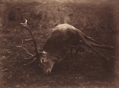 Cerf mort - Captain Horatio Ross