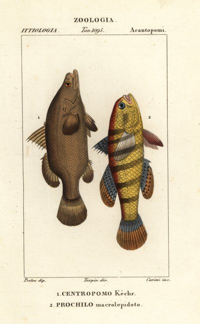 Perche du Nil, Lates niloticus, et poisson dormeur ou goujon, Ophiocara macrolepidota - Carini Carini