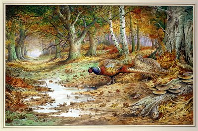 Faisan mâle et champignons soufrés - Carl Donner