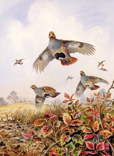 Perdrix effarouchées - Carl Donner