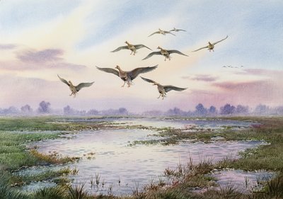 Oies à front blanc atterrissant - Carl Donner