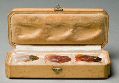 Ensemble de trois poissons dans la boîte d