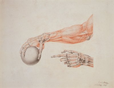 Mains anatomiques, 1837 - Carl Haag