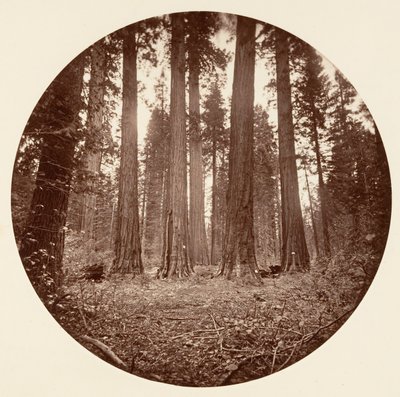 James Roi de William. Keyston State etc. Calaveras Grove, ca. 1878 - Carleton Emmons Watkins
